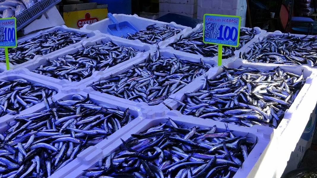 Tezgahlar doldu taştı: Hamsinin fiyatı görenleri şaşırttı! Boyu uzadı, fiyatı düştü, her gelen kilolarca alıyor 3